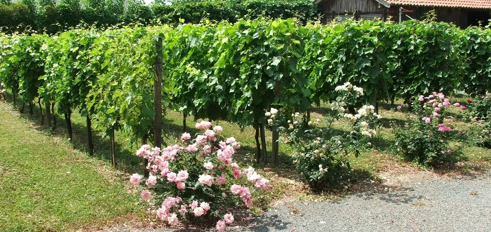 Vigne MUSCAT DE ST VALLIER-Conteneur 2L-Taille 90cm-vendu à l'unité